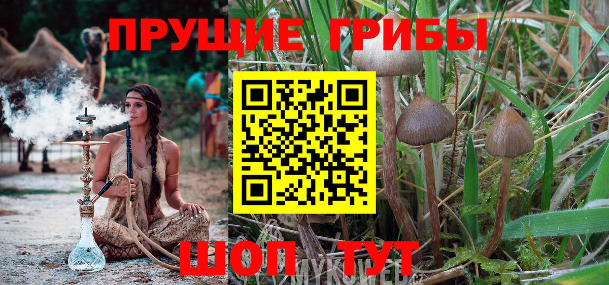 Йошкар-Ола  Псилоцибиновые грибы Cubensis  Вход с VPN 